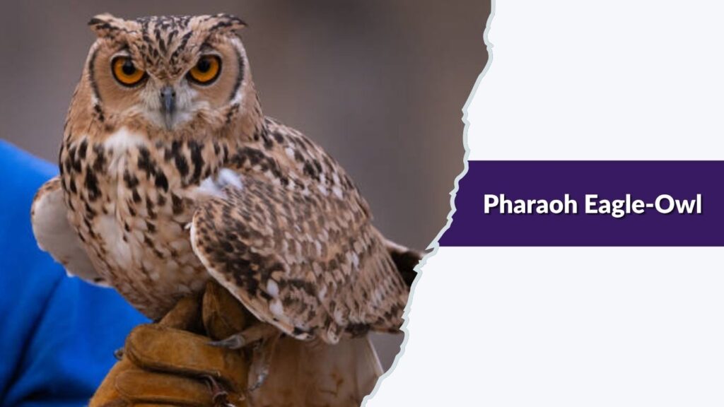 Pharaoh Eagle-Owl