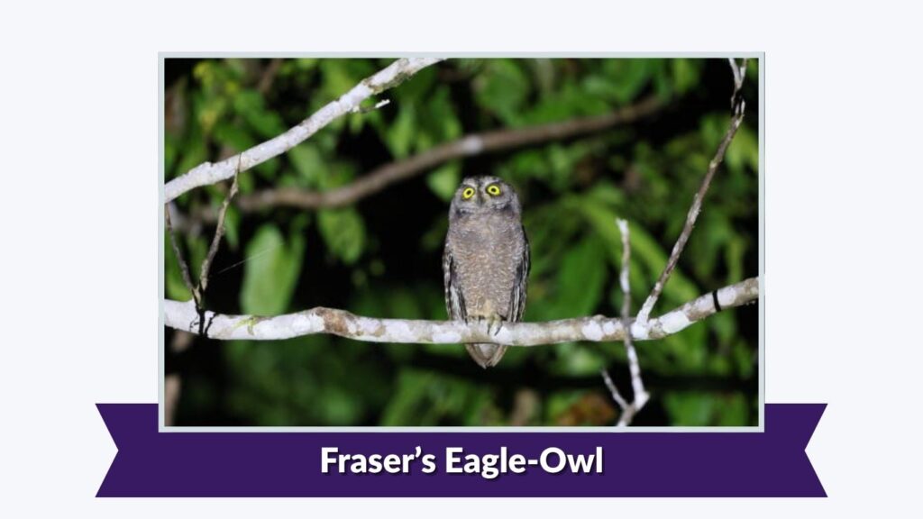 Fraser’s Eagle-Owl
