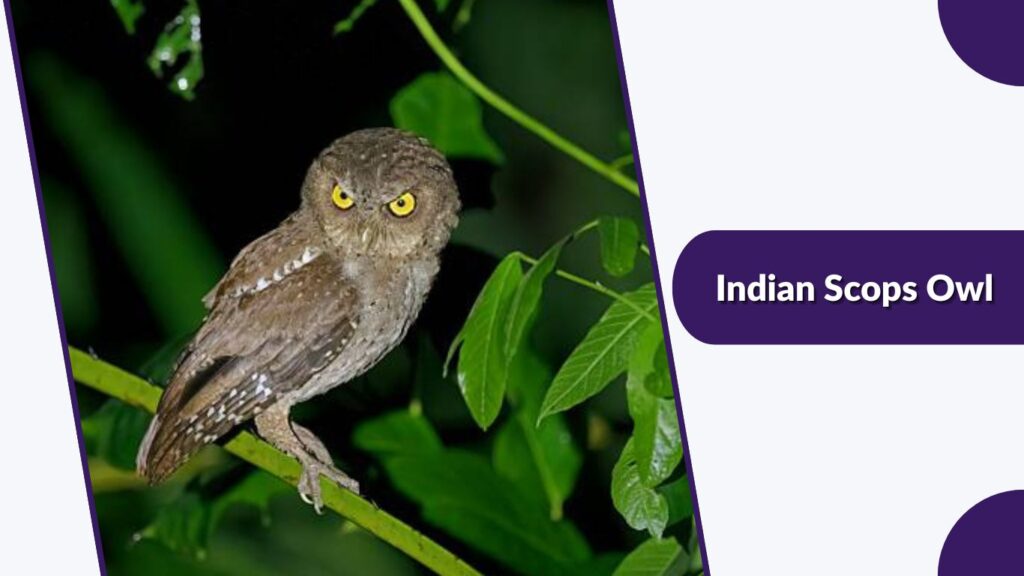  Indian Scops Owl