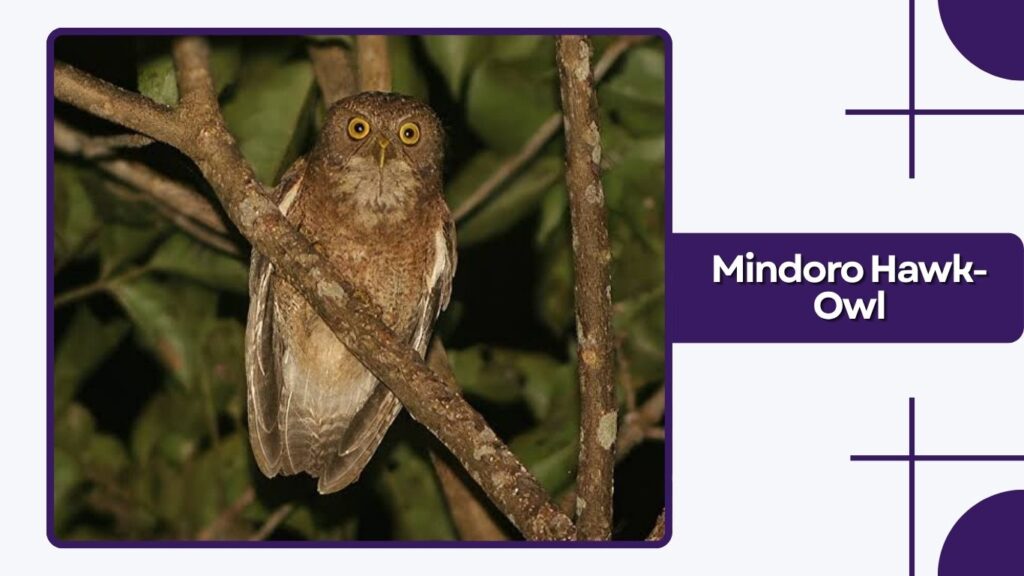 Mindoro Hawk-Owl