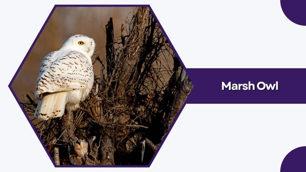 Marsh Owl