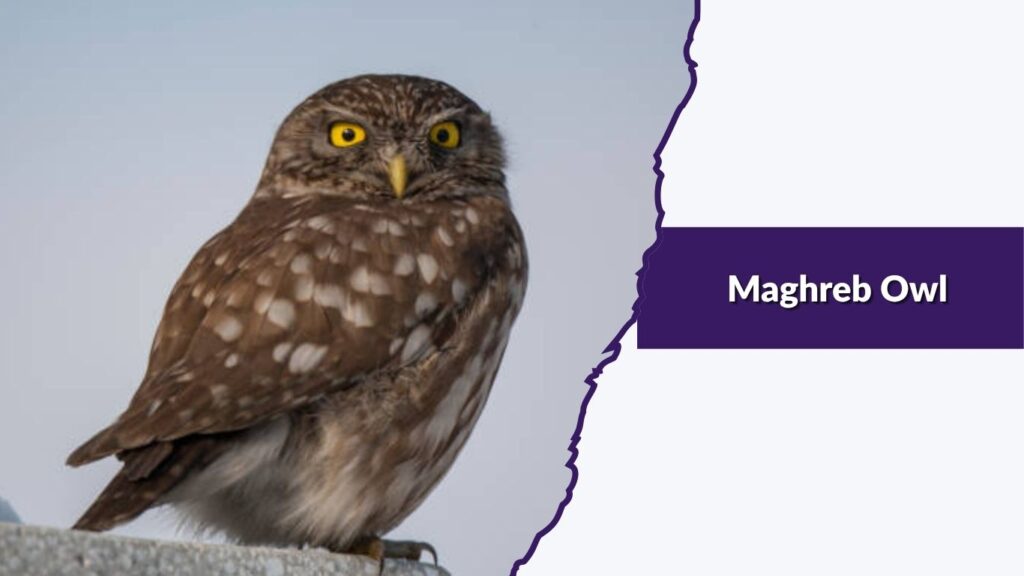 Maghreb Owl