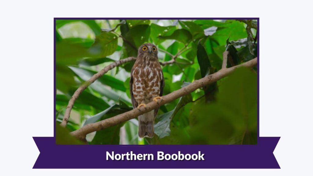 Northern Boobook