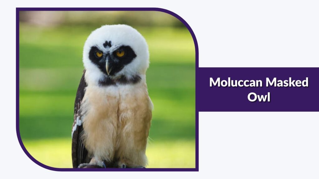 Moluccan Masked Owl