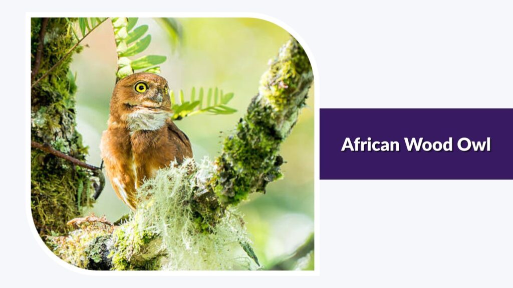 African Wood Owl