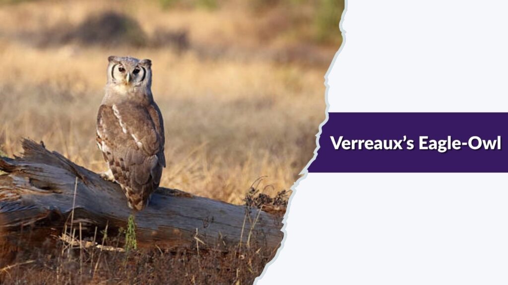 Verreaux’s Eagle-Owl