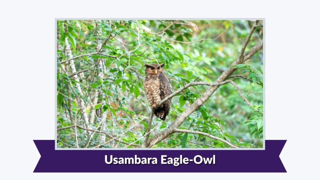 Usambara Eagle-Owl