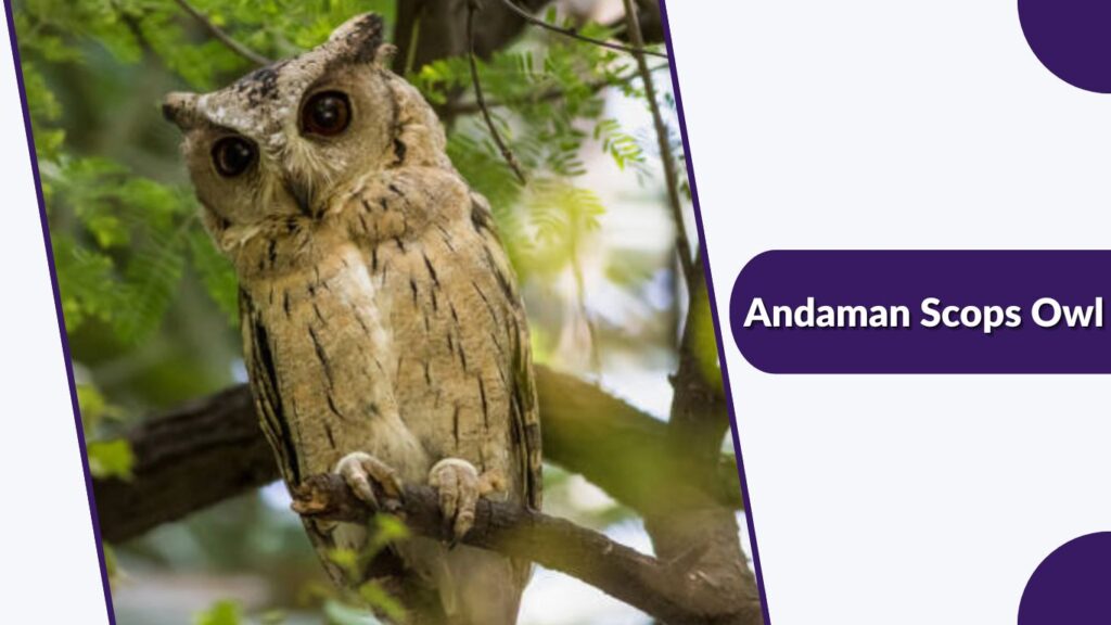 Andaman Scops Owl