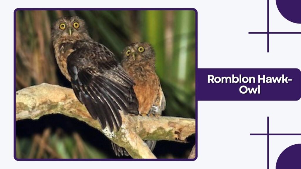 Romblon Hawk-Owl