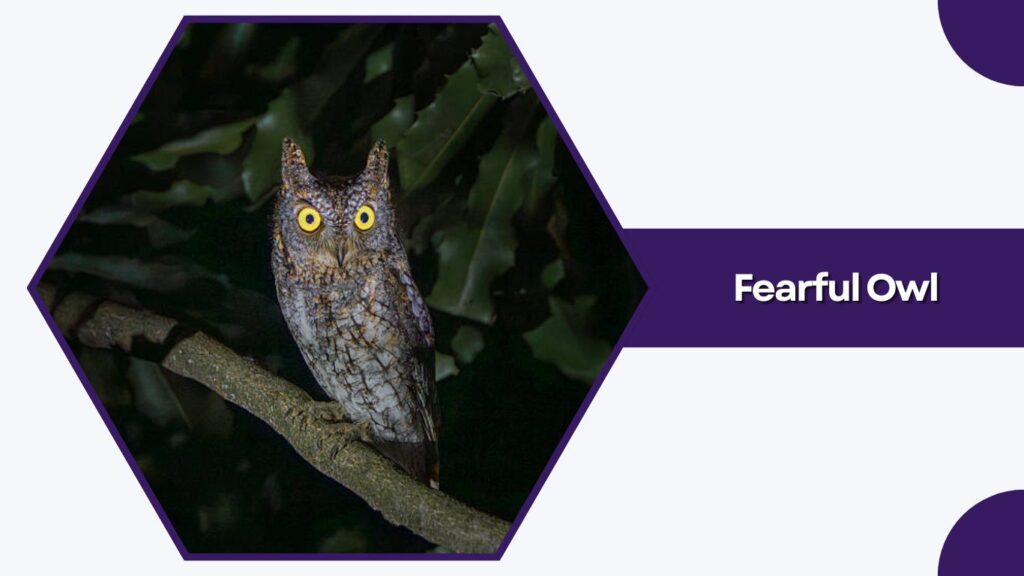 Fearful Owl