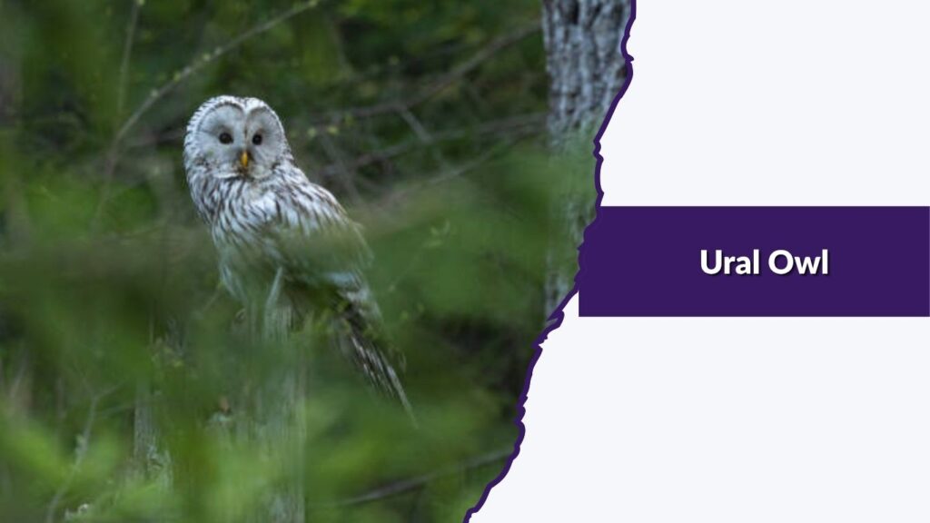Ural Owl