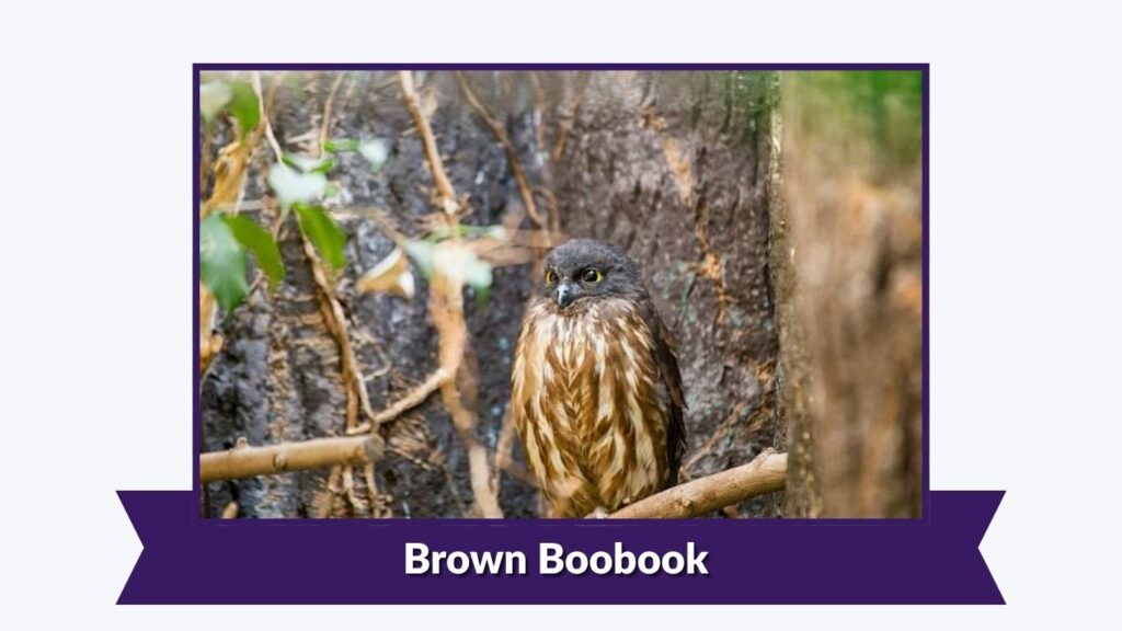 Brown Boobook