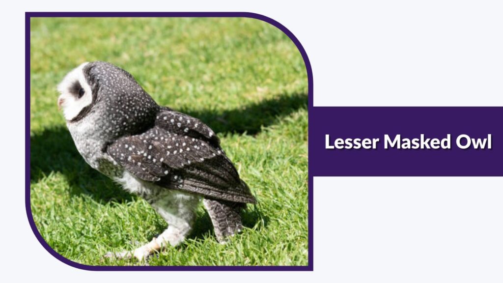 Lesser Masked Owl