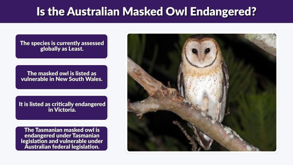 Is the Australian Masked Owl Endangered?