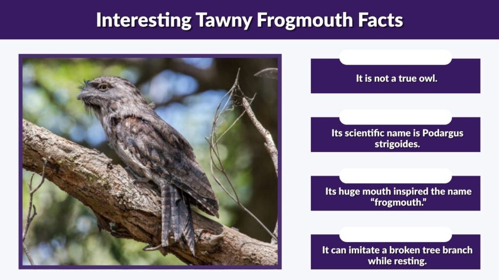 Interesting Tawny Frogmouth Facts