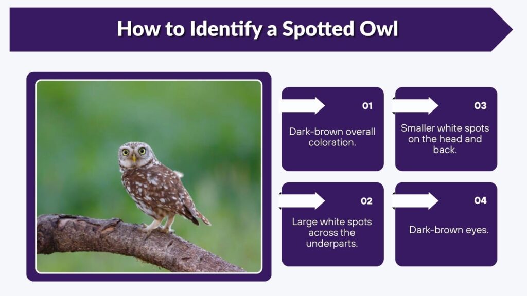 How to Identify a Spotted Owl
