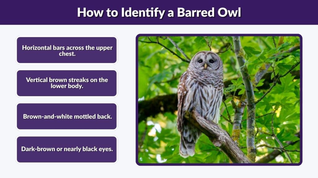 How to Identify a Barred Owl
