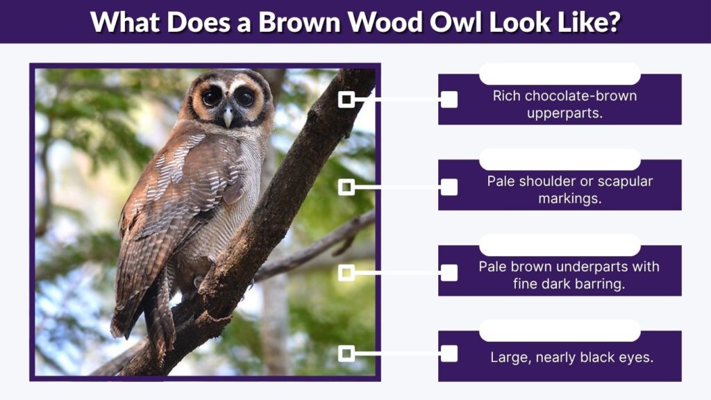 What Does a Brown Wood Owl Look Like?