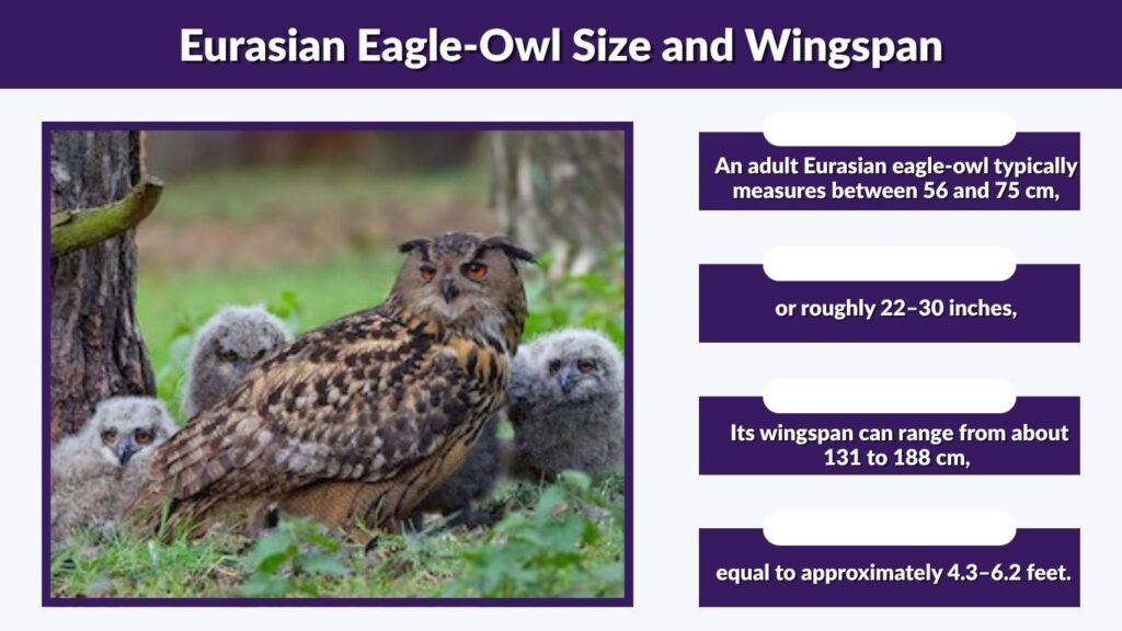 Eurasian Eagle-Owl Size and Wingspan