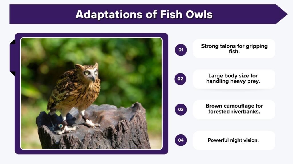 Adaptations of Fish Owls