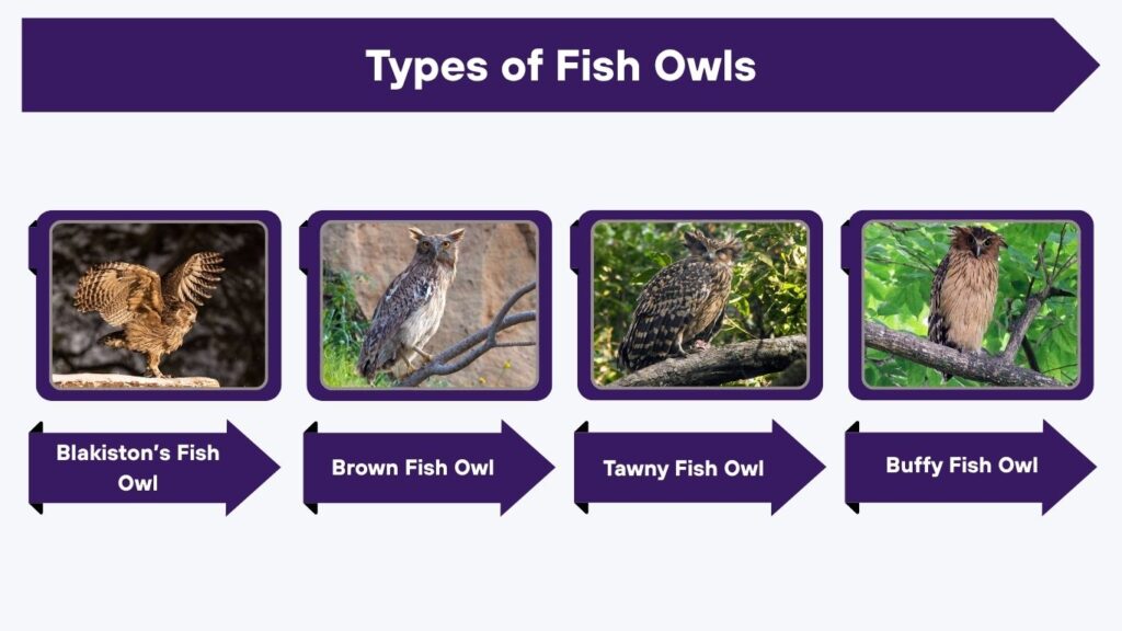 Types of Fish Owls