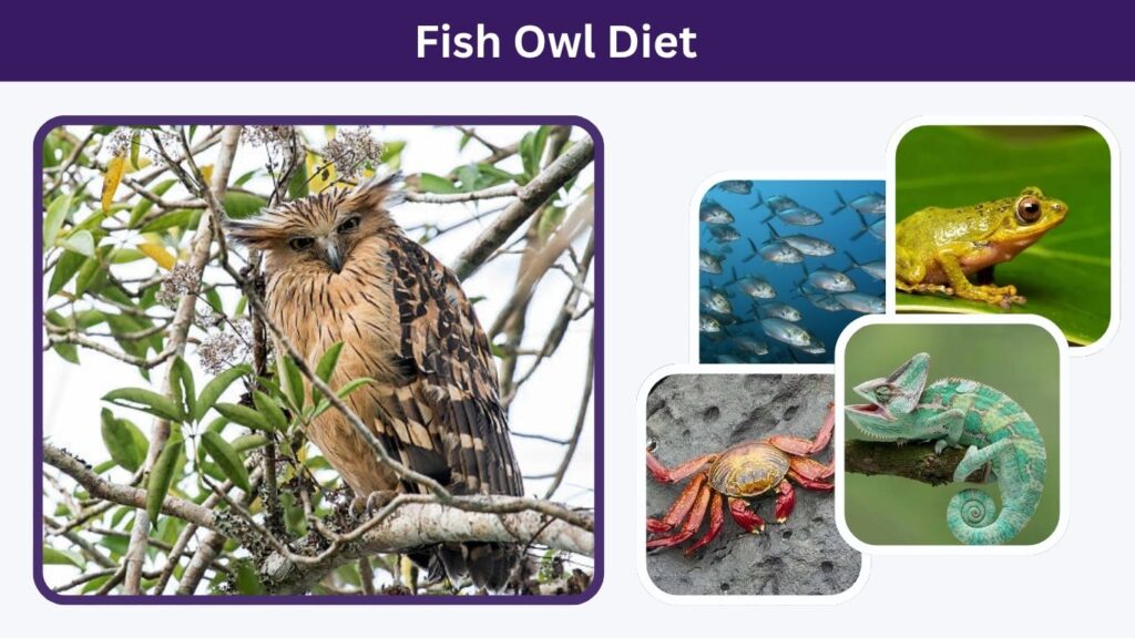 Fish Owl Diet