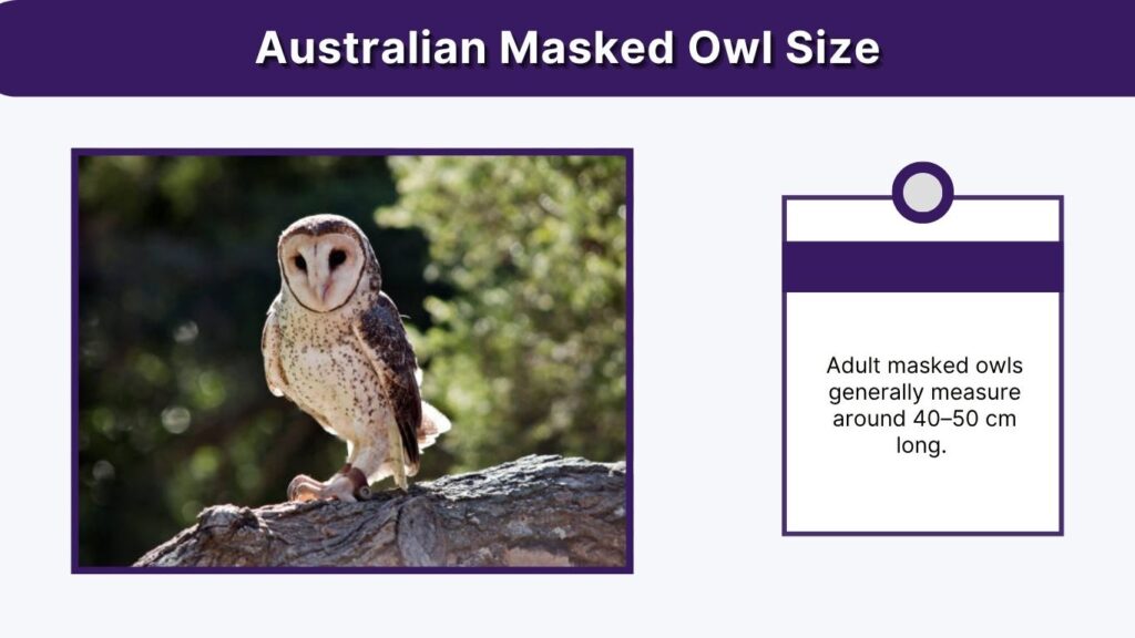 Australian Masked Owl Size