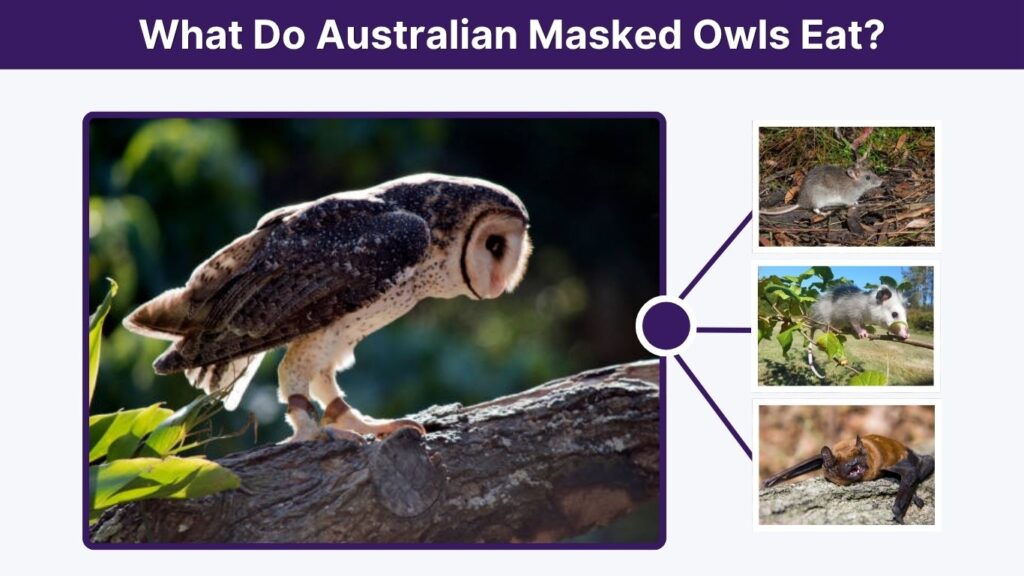What Do Australian Masked Owls Eat?