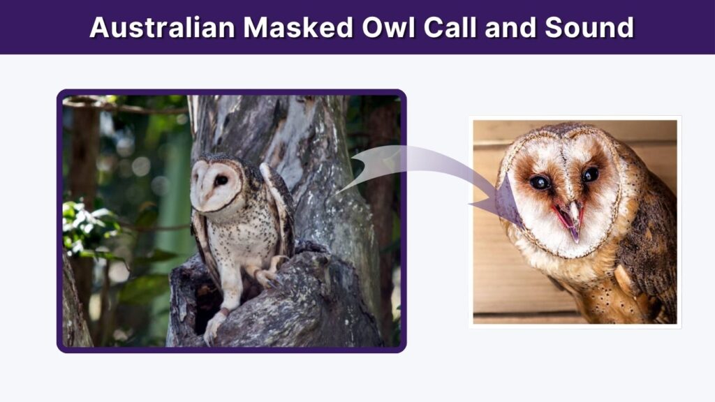 Australian Masked Owl Call and Sound