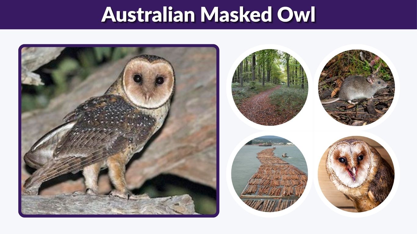 Australian Masked Owl: Size, Habitat, Diet, Call & Facts