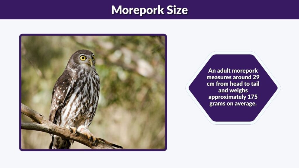 Morepork Size