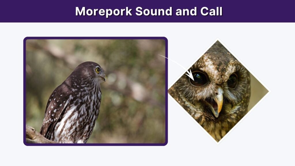Morepork Sound and Call