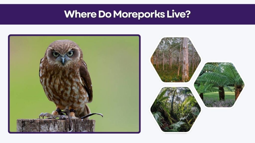 Where Do Moreporks Live?