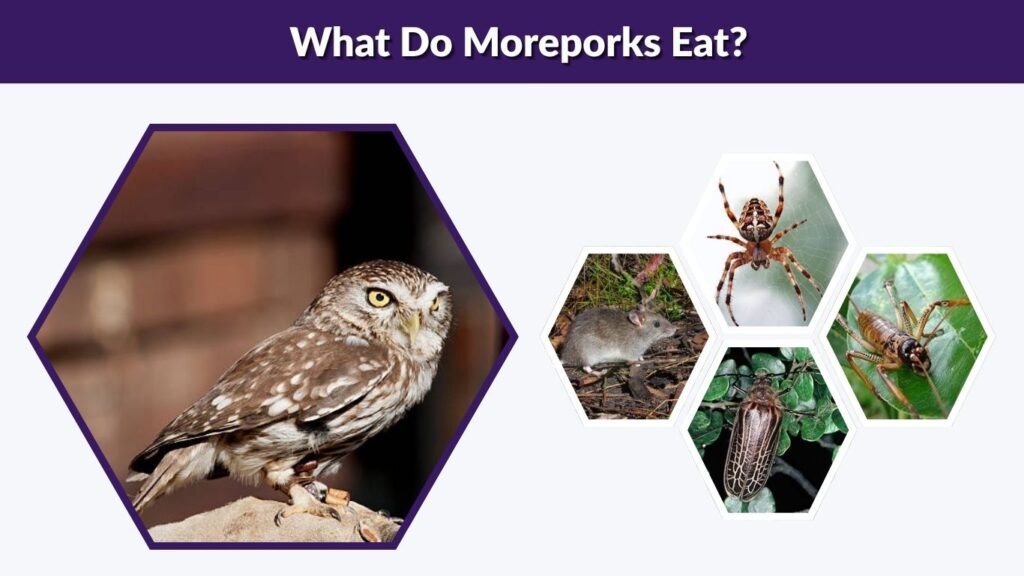 What Do Moreporks Eat?