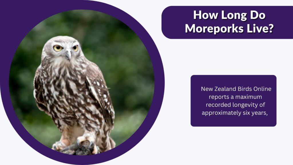 How Long Do Moreporks Live?