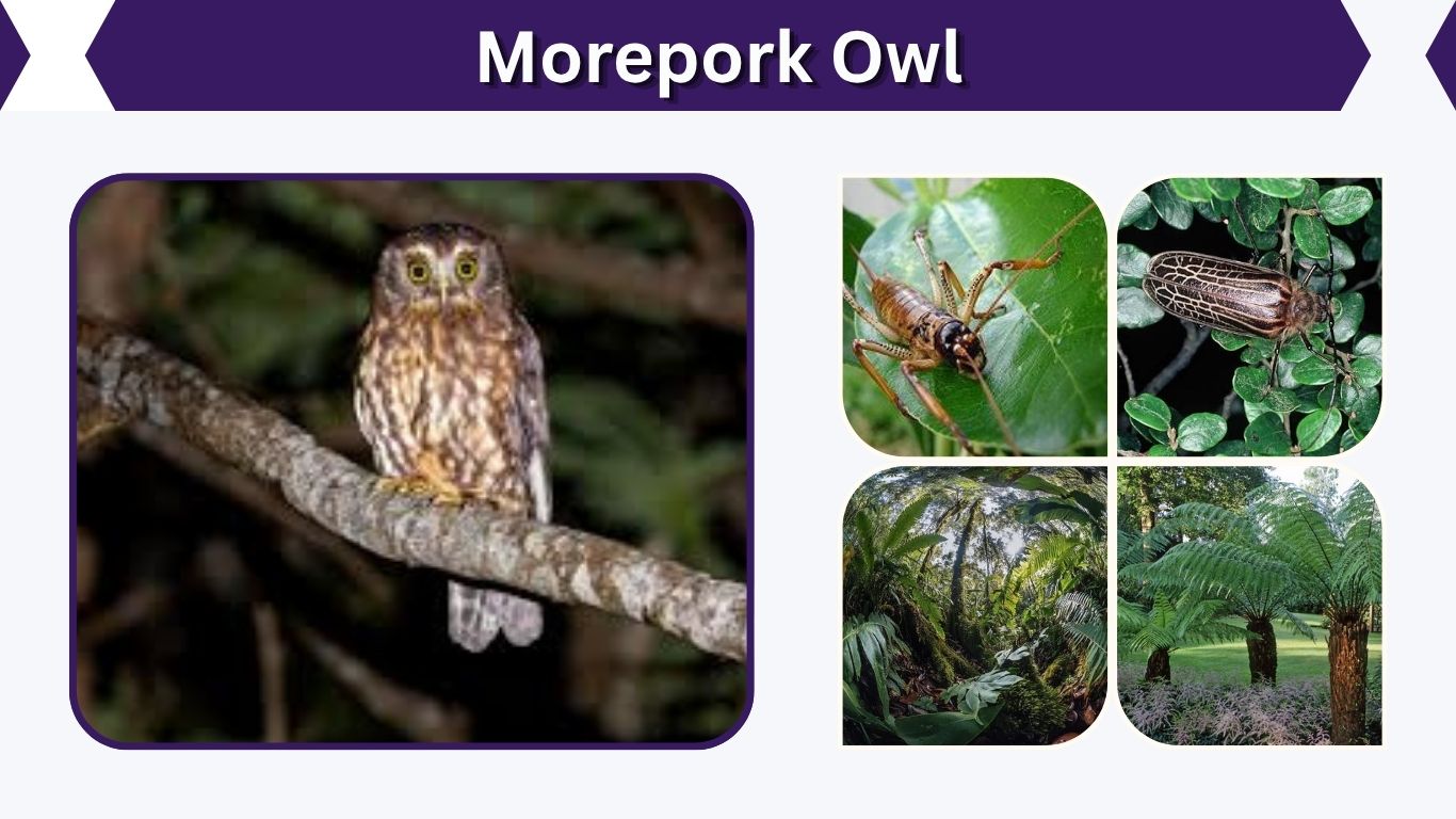 Morepork Owl: Call, Size, Habitat, Diet and Facts
