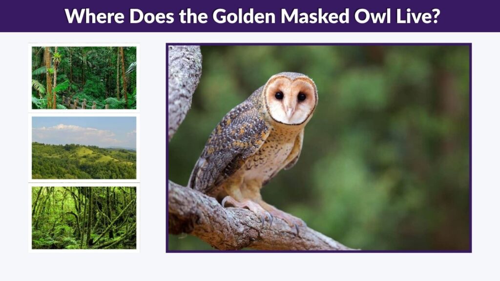 Where Does the Golden Masked Owl Live?