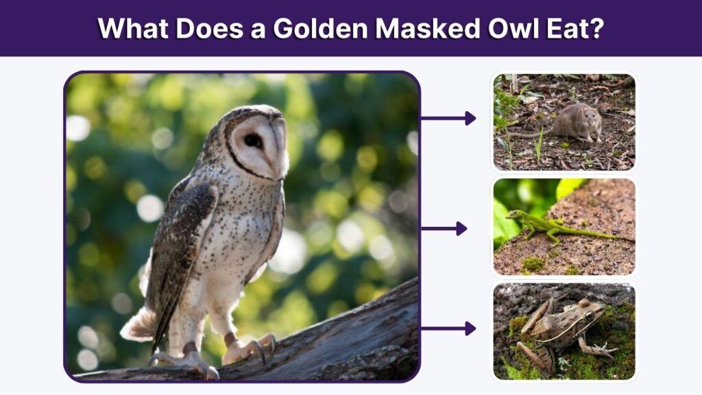 What Does a Golden Masked Owl Eat?