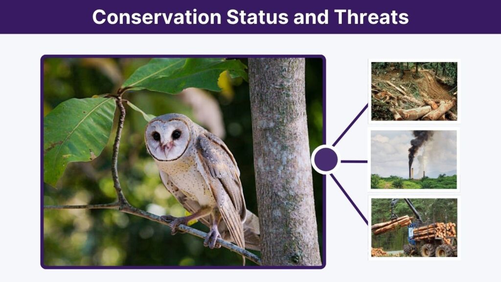 Conservation Status and Threats