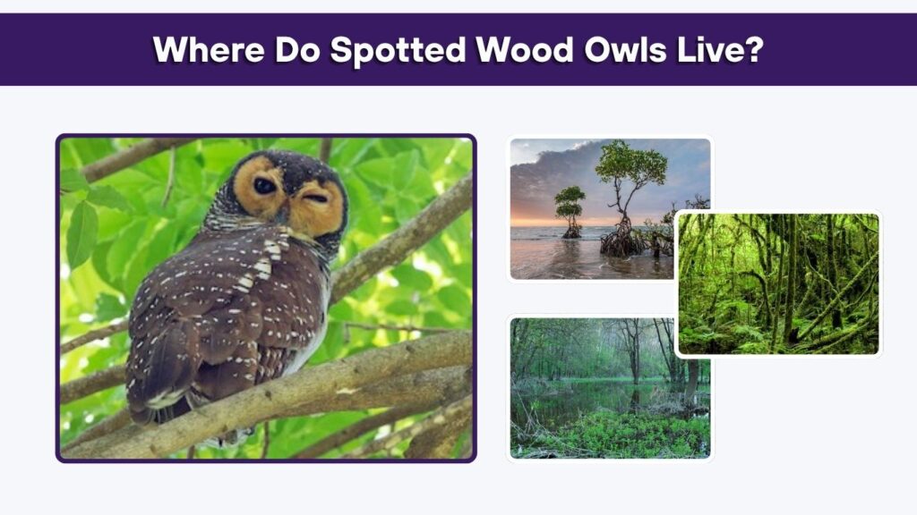Where Do Spotted Wood Owls Live?