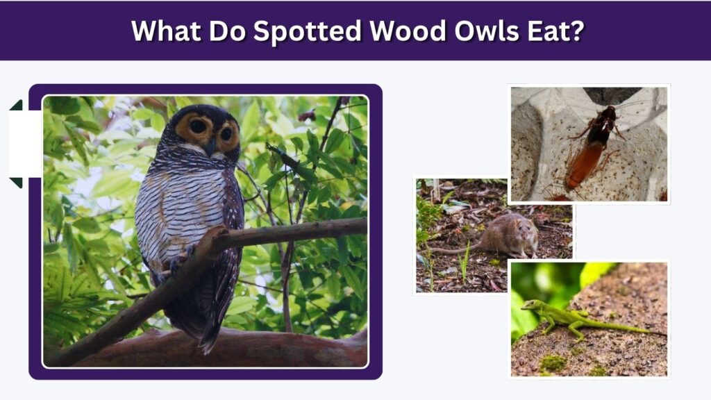 What Do Spotted Wood Owls Eat?