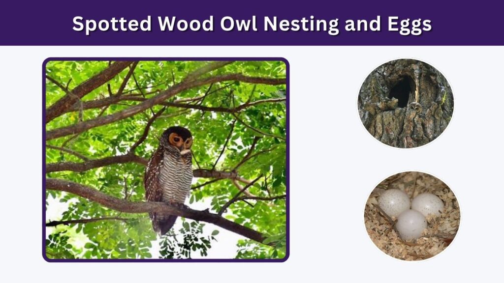 Spotted Wood Owl Nesting and Eggs