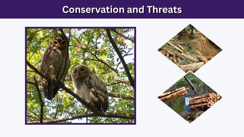 Conservation and Threats