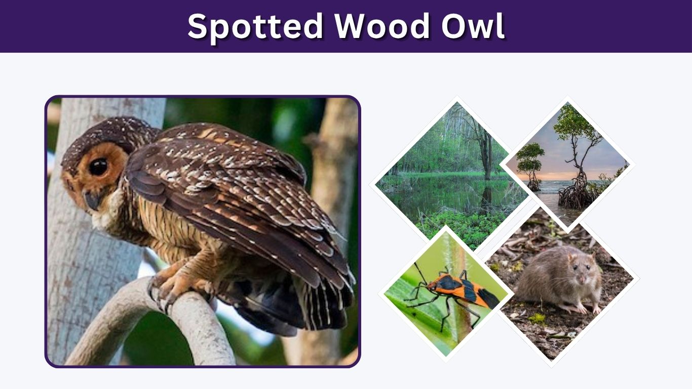 Spotted Wood Owl: Size, Habitat, Diet and Call
