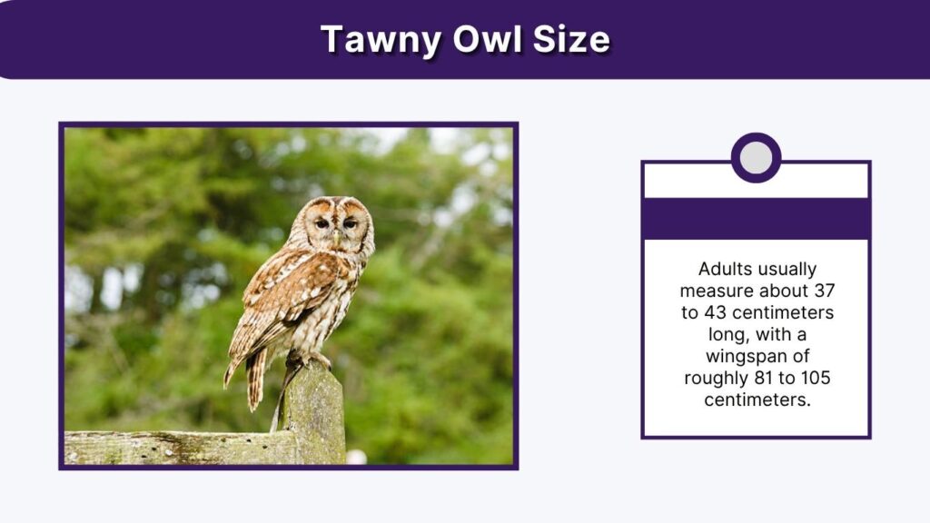 Tawny Owl Size