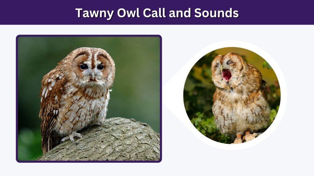 Tawny Owl Call and Sounds