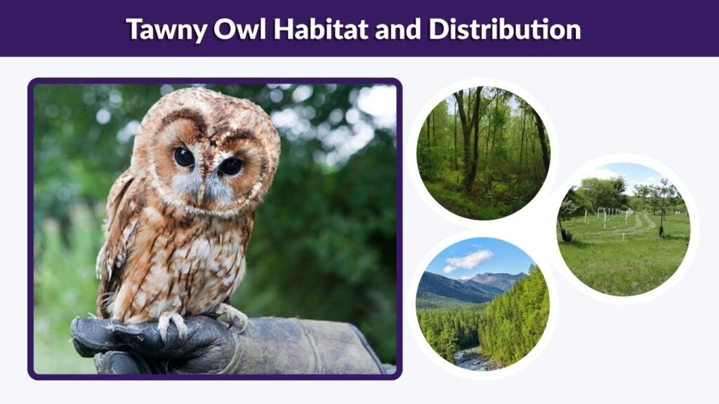 Tawny Owl Habitat and Distribution