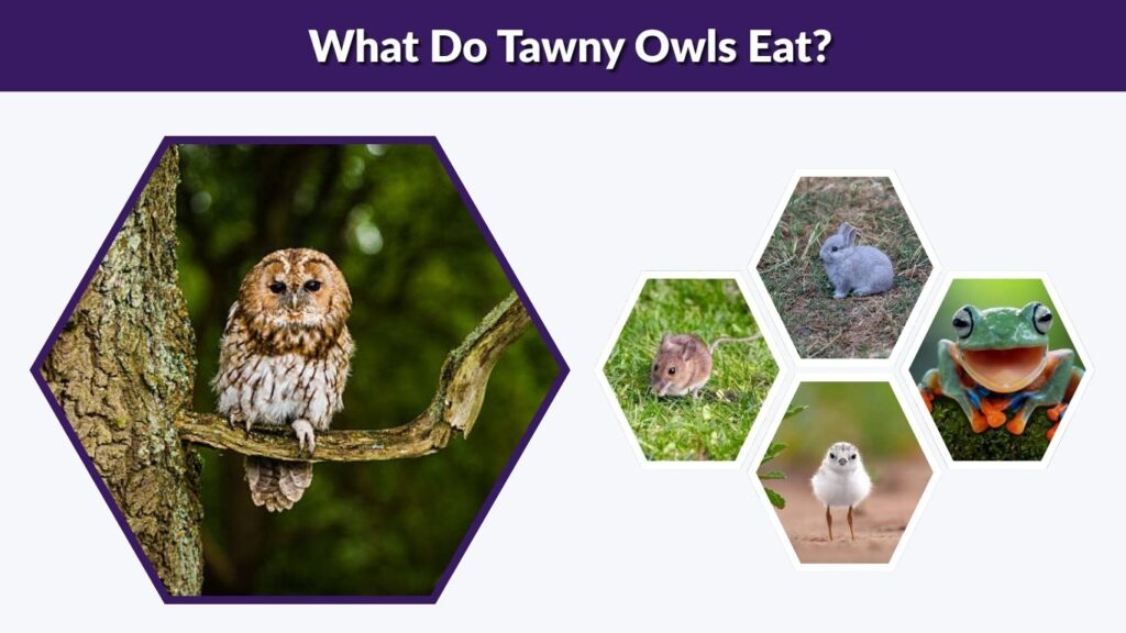 What Do Tawny Owls Eat?