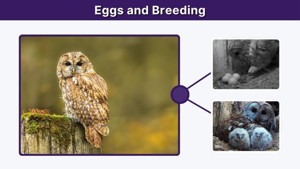 Eggs and Breeding