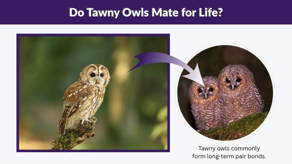 Do Tawny Owls Mate for Life?